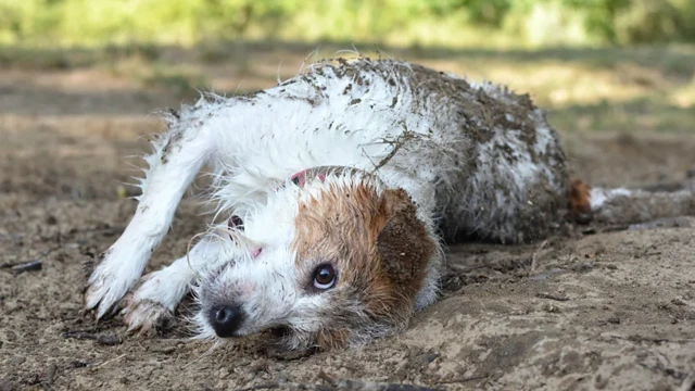 Cachorro deitadobet365 vs betanocimabet365 vs betanolama e cocô