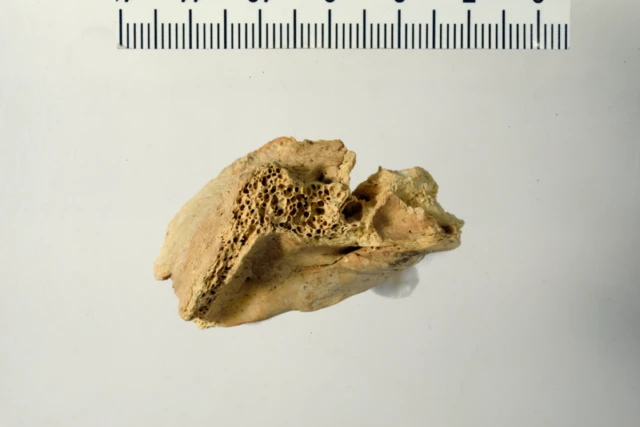 निएंडरथल