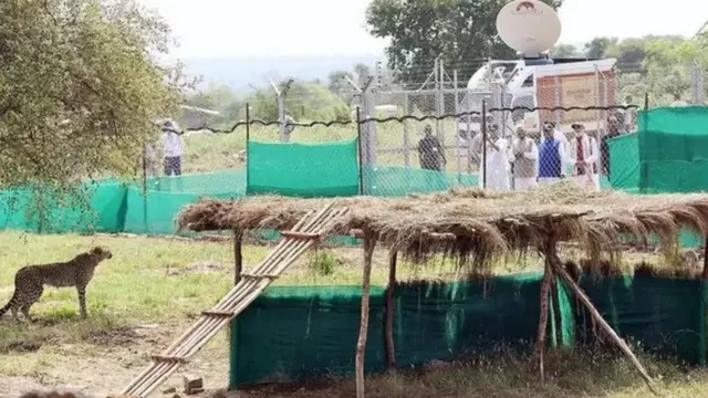 ભારતમાં ચિત્તા