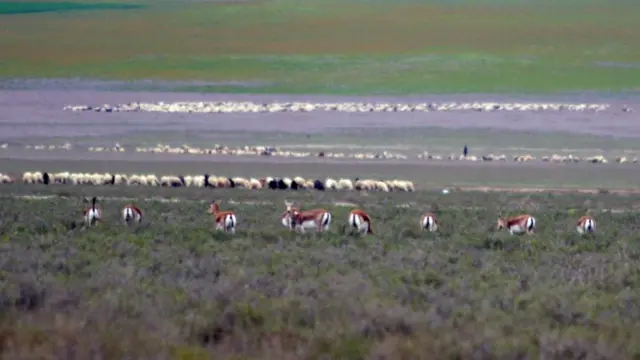 Qoyunlar və ceyranlar birgə otlayır