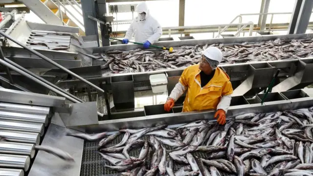 Рыба на переработке