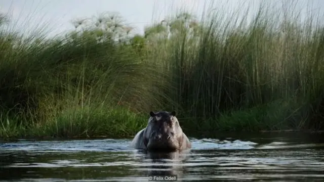 DeSanctis mengunjungi Delta Okavango di Botswana selama musim hujan ketika savana penuh dengan kehidupan