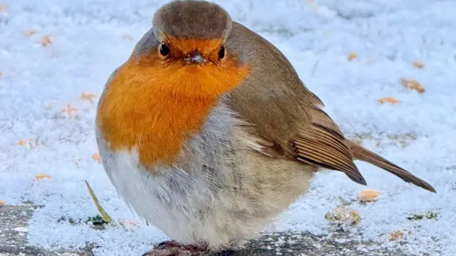 Un petirrojo regordete mira directamente a la cámara. Tiene plumas blancas y marrones, con un plumaje naranja brillante en el pecho. Hay una fina capa de nieve sobre la hierba detrás de él.