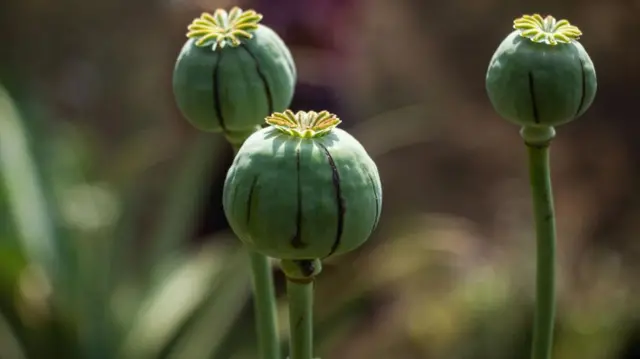 ਥਾਈਲੈਂਡ