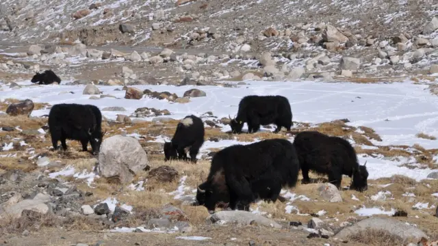 Yaks grazing in the mountains