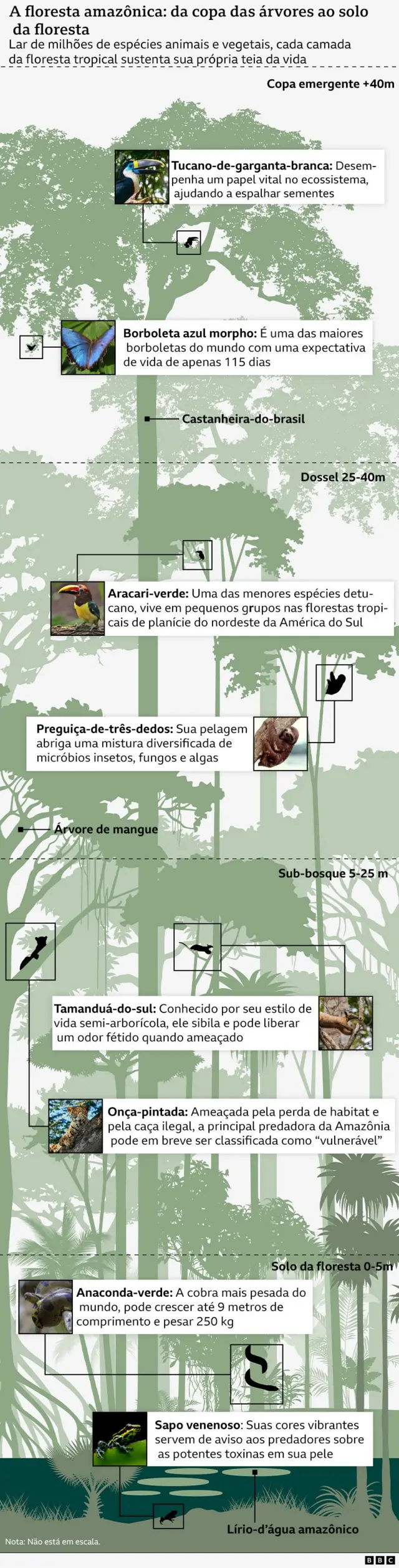 Infográfico mostrando algumas espécies de animais e plantas que vivem na Amazônia