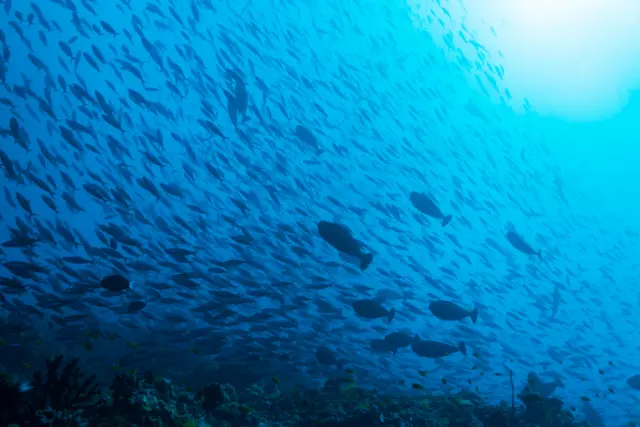 Peixes no mar