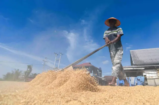 Pekerja menjemur gabah di Padang, Sumatera Barat, Kamis (5/2/2026). Badan Pusat Statistik (BPS) mencatat produksi padi di provinsi itu sepanjang Januari hingga Desember 2025 mencapai sekitar 1,59 juta ton gabah kering panen (GKP), atau naik 1,93 persen sebanyak 30.197 ton GKP dibandingkan 2024 yang sebesar 1,56 juta ton GKP. 