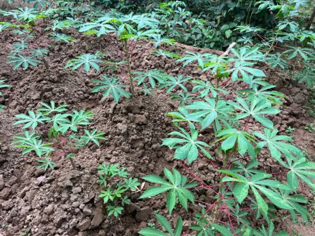 ਕਸਾਵਾ ਨੂੰ ਮਨੁੱਖੀ ਭੋਜਨ, ਪਸ਼ੂਆਂ ਦੇ ਚਾਰੇ ਲਈ ਵਰਤਿਆ ਜਾਂਦਾ