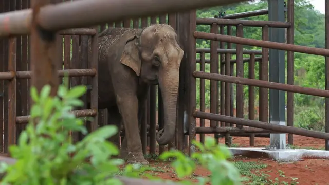 Asian elephant Guida walks into her new living space, the first elephant sanctuary in Latin America in Chapada dos Guimaraes, Brazil