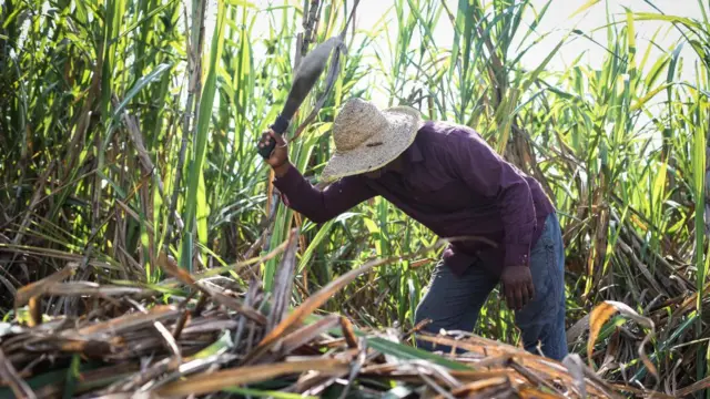 A man cuts sugar cane in a sugar cane plantation on January 02, 2023 in Udawalawe, Sri Lanka