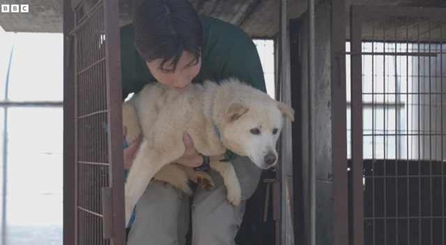 దక్షిణ కొరియా, కుక్కలు