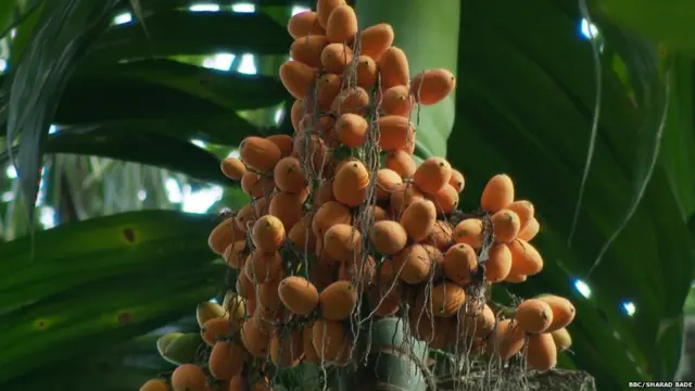 कोकणातील सुपारीचं झाड.