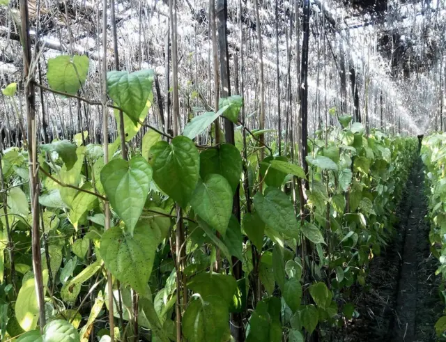 पान का खेत