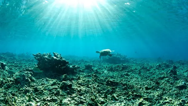 சுவாசிக்க முடியாமல் திணறும் பெருங்கடல்கள் - ஓர் எச்சரிக்கை