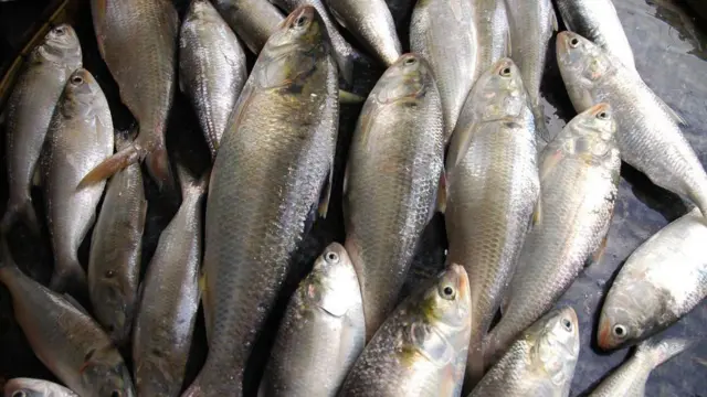 హిల్సా చేప 