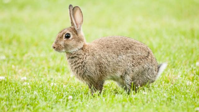 ニュージーランドでは、ウサギを農産物を荒らす有害鳥獣だと考える人もいる