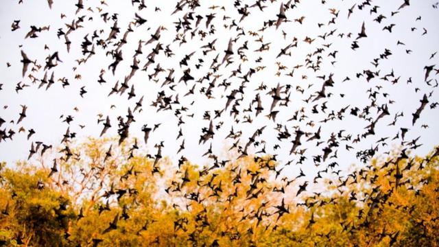 墨西哥一处石灰石洞穴里飞出的蝙蝠。