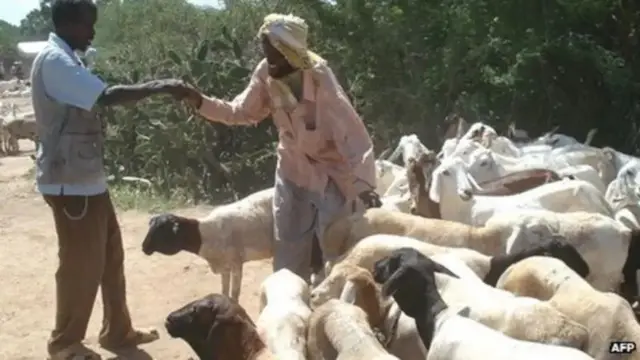 Sayladaha Jamhuuriyadda iskeed ugu dhawaaqday madaxbanaanideeda ee Somaliland, waxaa hakad ku jira muddo ku dhow laba toddobaad howlihii dhoofka xoolaha.