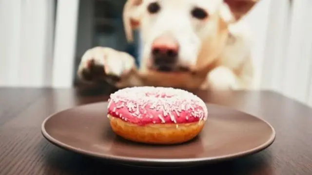 ਡੋਨਟ ਵੱਲ ਵੱਧ ਰਿਹਾ ਕੁੱਤਾ