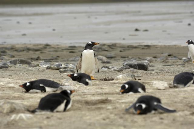 Pingüinos gentú -Pygoscelis papua, también conocidos como pingüinos papúa o de vincha- en Bahía Yorke, Malvinas/Falklands.