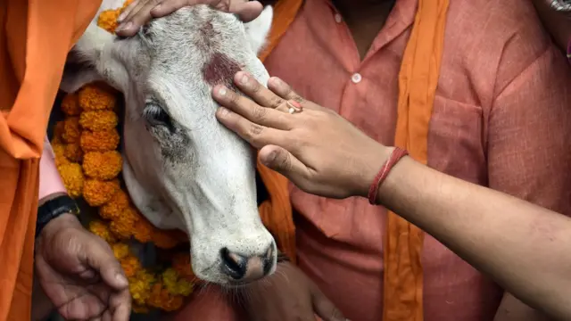 गाय
