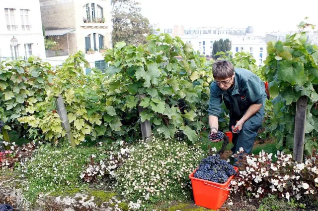 Kebun anggur di Paris
