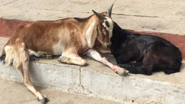 ஆடு, மாடுகளை குறிவைத்து கடிக்கும் தெருநாய்கள் – அரசிடம் கொந்தளிக்கும் கால்நடை விவசாயிகள்
