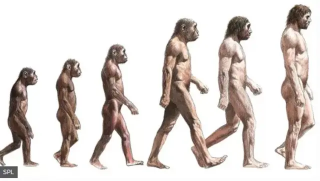 Evolución