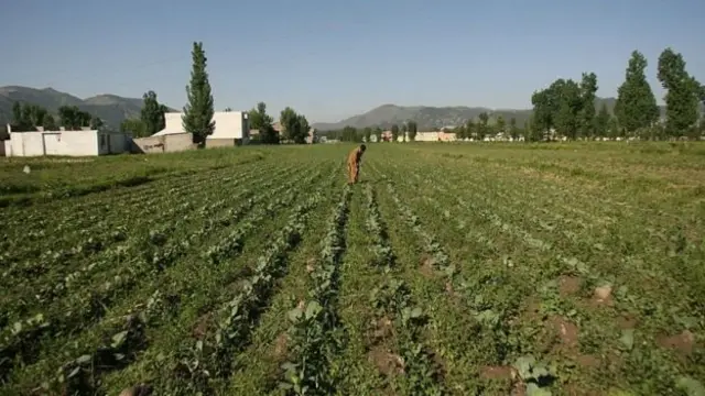 بن لادن کور