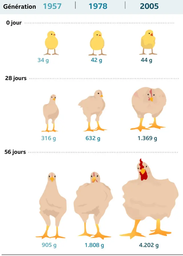 Evolution du poids des poulets de 1957 à 2005