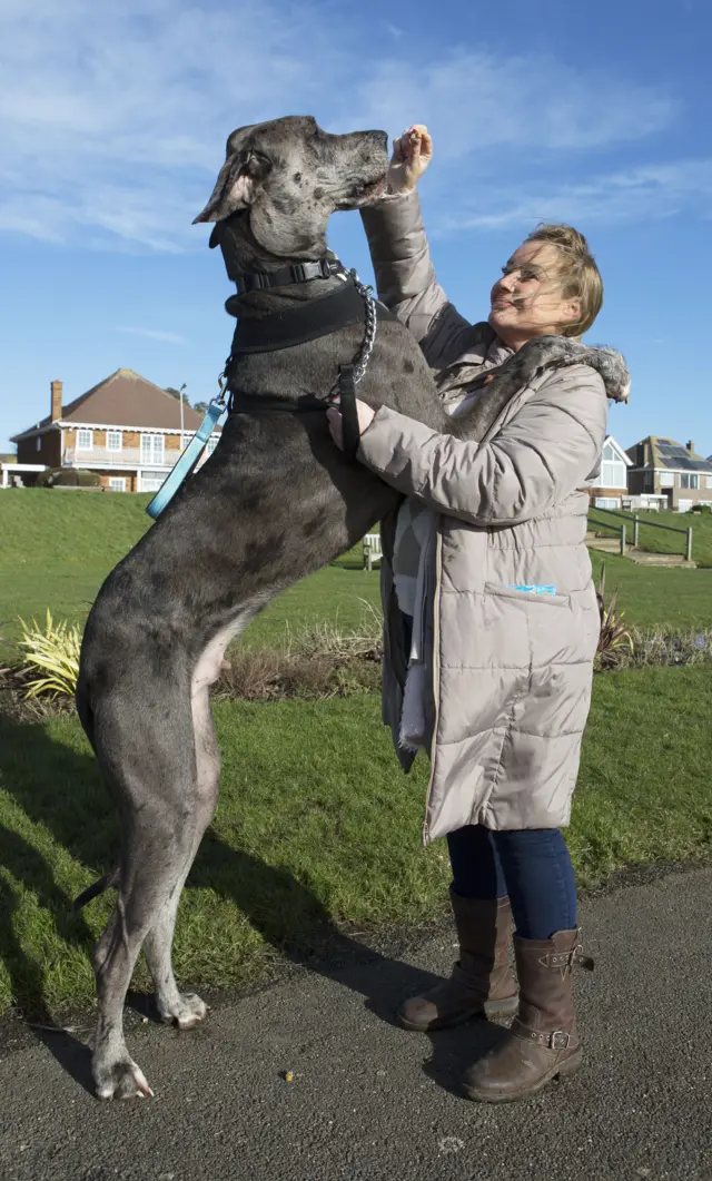 Britain's biggest dog, 18 month old great Dane, Freddy stands on its hind legs as owner Claire Stoneman feeds him outside her home in Southend-on-Sea on February 03, 2014 in Essex, England.