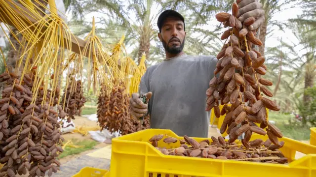 A farmer separating the dates with a bunch of dates in one hand and what looks like a tool in the other. He is surrounded by many dates. Some of them are in a yellow box in Tozeur, Tunisia - Wednesday 24 November 2021