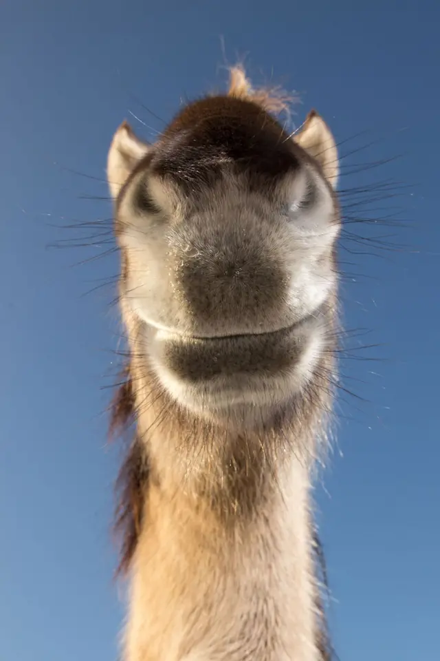 馬