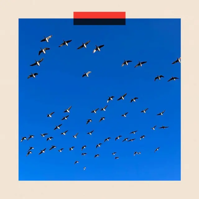 ਪੰਛੀਆਂ ਦੀਆਂ ਡਾਰਾਂ