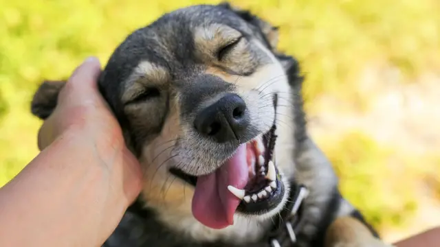 Cachorro recebendo carinho