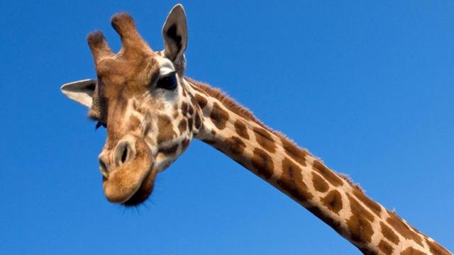 Сказка про Жирафа. Большая Уборка - Лучшие Сказки на Ночь