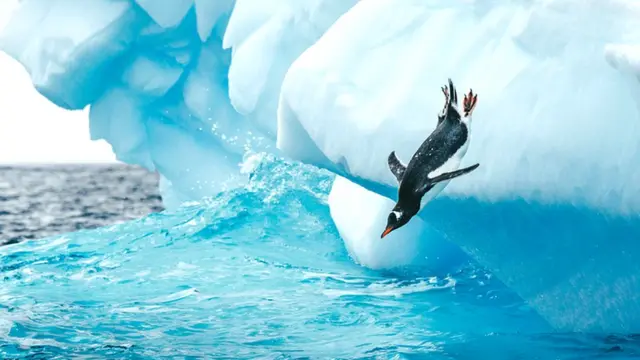 பென்குயின்