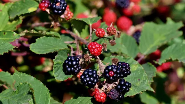 Часть колючей изгороди с ягодами ежевики