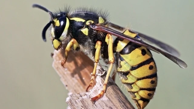 Avispa chaqueta amarilla
