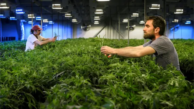 গাঁজা চাষীরা বলছেন বৈধতা পেলে অন্যান্য দেশে গাঁজা রপ্তানি করতে পারবেন তারা