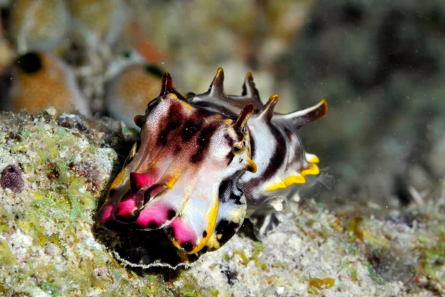 ኣብ ማሌዥያ ኣብ ዝርከብ ፍላምቦያንት ካትልፊሽ (ቀላሚ-ዓሳ)