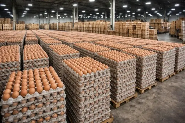 కోడిగుడ్లు