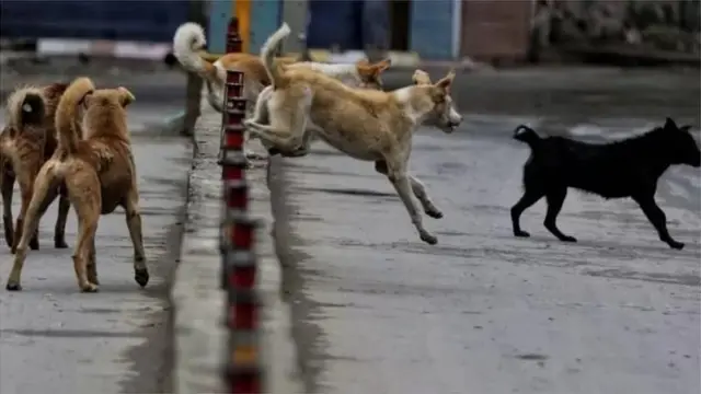 સુપ્રીમ કોર્ટ, રખડતાં કૂતરાં, ગુજરાત, અમદાવાદ, સરકારી પરિપત્ર, તલાટી-મંત્રી, બીબીસી ગુજરાતી