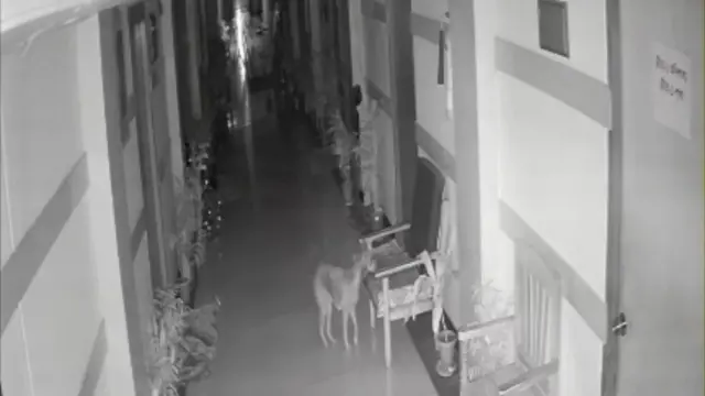 সিসি ক্যামেরার ফুটেজে কুকুরের উপস্থিতি