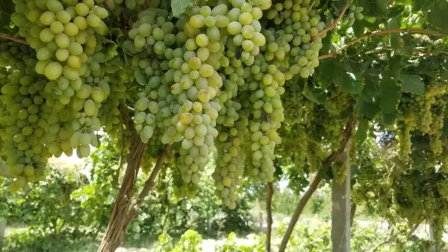 کندهار کې انګور