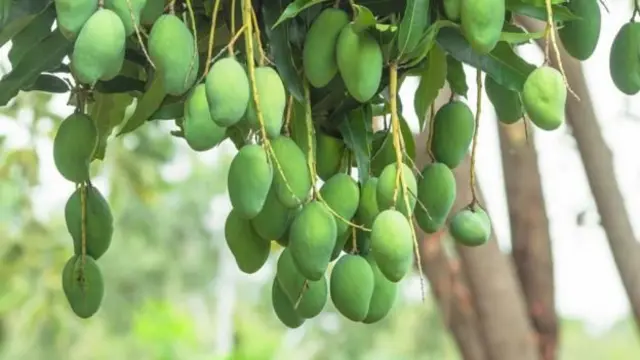 કેસર કેરી, ઉનાળો, ફળ