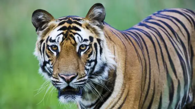 புலி, சிங்கம், நரேந்திர மோதி