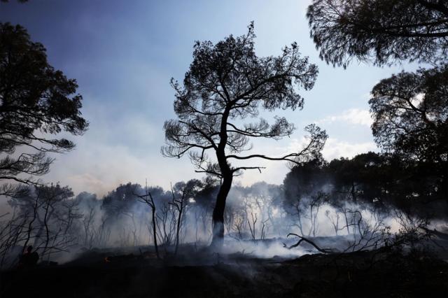 Árvoresapostas esportivas grupomeio à fumaça