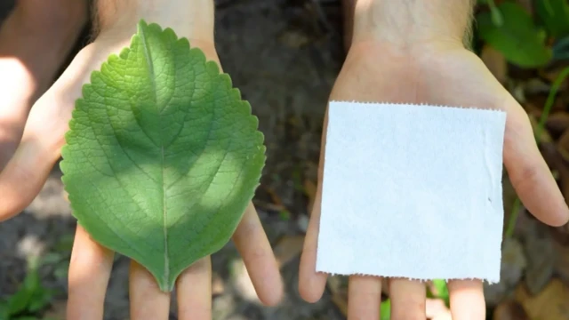 daun, tisu toilet, plectranthus barbatus